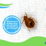 ارخص شركة مكافحة حشرات بالقاهرة