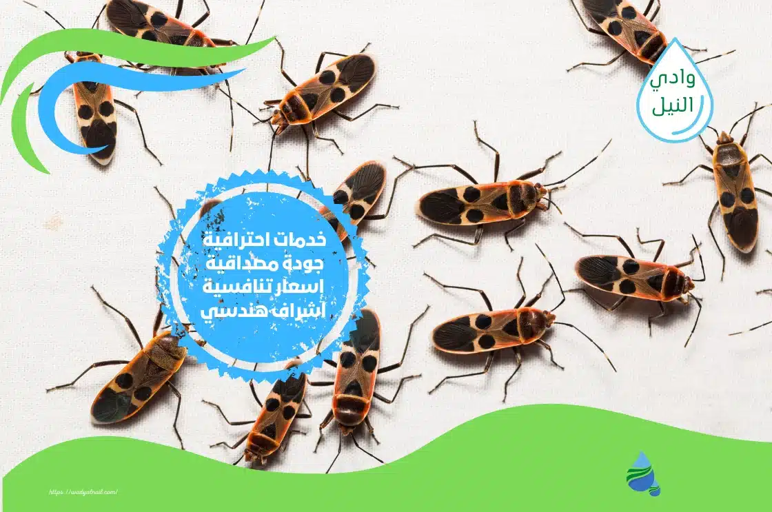 شركات مكافحة حشرات بالقاهرة