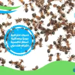 شركة ابادة النمل الأبيض بالقاهرة