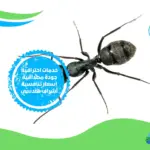شركة مكافحة النمل الأسود بالمدينة المنورة