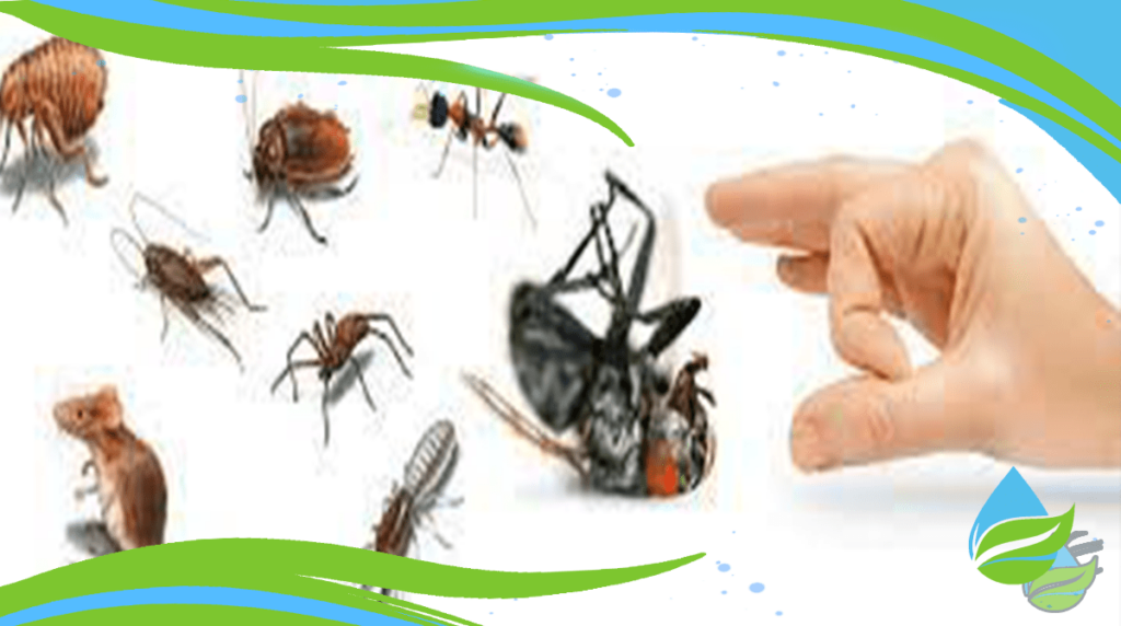 أرقام شركة مكافحة حشرات بالإسكندرية