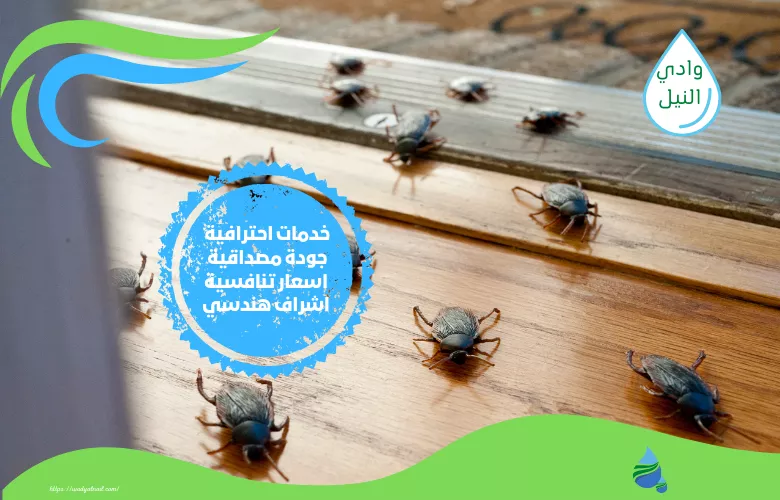 شركات مكافحة حشرات بالتجمع الخامس
