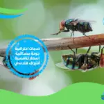 شركة مكافحة ذباب بالدمام