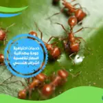 طرق مذهلة وفعاله للقضاء على النمل