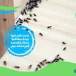 مؤسسة مكافحة حشرات بالدمام